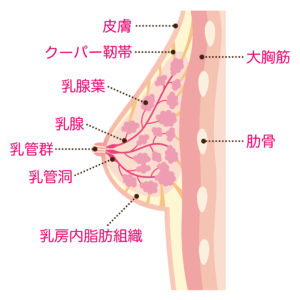 乳腺・乳管など乳房の構造を知りましょう