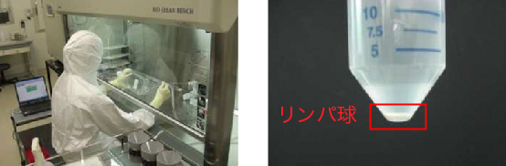 STEP2:リンパ球抽出