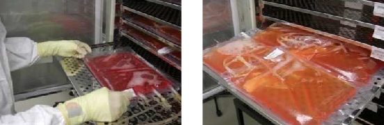 STEP4:培養